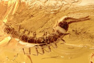 Detailed Fossil Stone Centipede (Lithobiidae) In Baltic Amber #288176