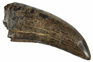 Tyrannosaur Tooth With Feeding Wear - Judith River Formation #288077