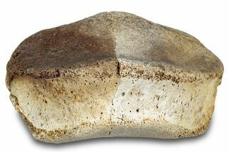 Fossil Hadrosaur Phalanx (Toe Bone) - Montana #288081