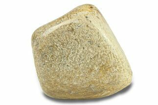 Polished Dinosaur Bone (Gembone) - Morocco #287512