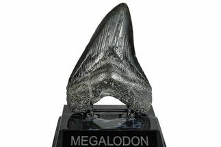 Fossil Megalodon Tooth - South Carolina #288226