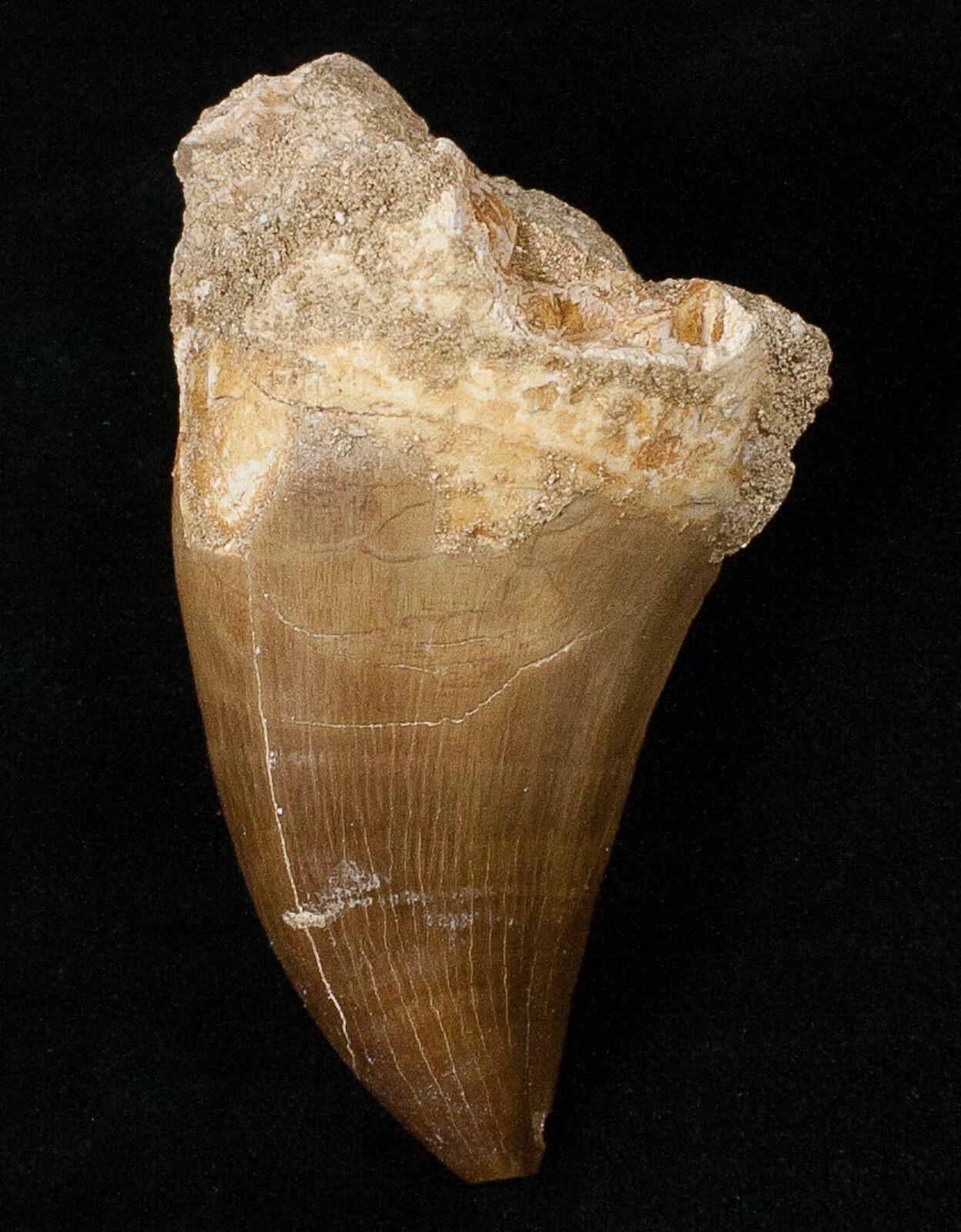 mosasaurus tooth for sale