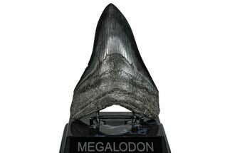 Fossil Megalodon Tooth - South Carolina #288229