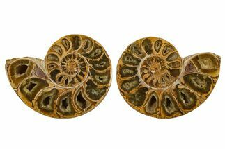 Jurassic Cut & Polished Ammonite Fossil - Madagascar #288403