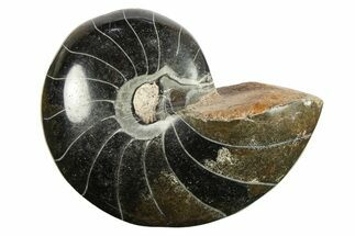 Polished Fossil Nautilus (Cymatoceras) - Unusual Black Color! #288549