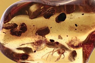 Fossil Spider Exuvia (Araneae) and Coprolites in Baltic Amber #288590