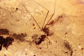 Fossil Crane Fly (Limoniidae) In Baltic Amber #288601
