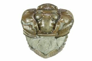 Curled Flexicalymene Trilobite - Indiana #287772