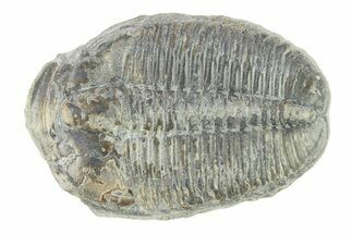 Elrathia Trilobite Fossil - Utah #288964