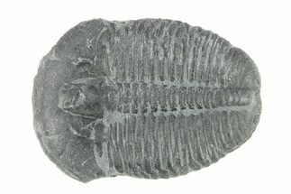 Elrathia Trilobite Fossil - Utah #288971
