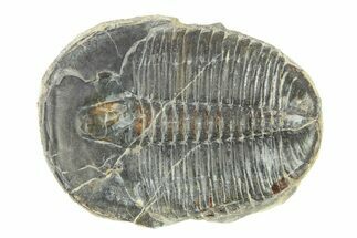 Elrathia Trilobite Fossil - Utah #288979