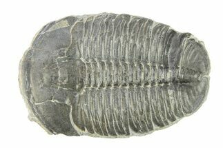 Elrathia Trilobite Fossil - Utah #289000