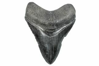 Serrated, Fossil Megalodon Tooth - South Carolina #288181