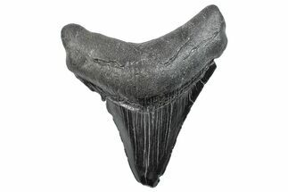 Fossil Megalodon Tooth - South Carolina #288187