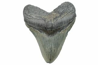 Serrated, Fossil Megalodon Tooth - South Carolina #288191