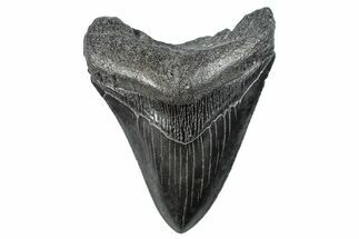 Serrated, Fossil Megalodon Tooth - South Carolina #288200