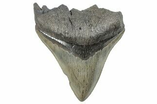 Serrated, Fossil Megalodon Tooth - South Carolina #288207