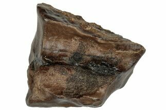 Fossil Dinosaur (Triceratops) Shed Tooth - Montana #288129