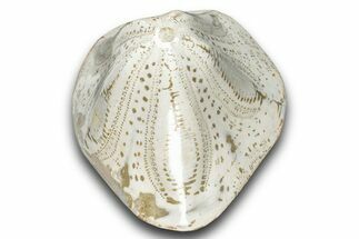 Polished Fossil Sea Biscuit (Clypeaster) - Morocco #288936