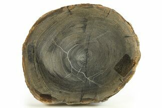 Polished Petrified Wood Round - Sweet Home, Oregon #289045