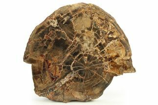 Polished Petrified Wood Round - Oregon #289046