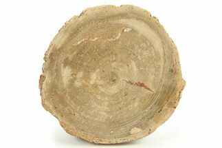 Polished Petrified Wood Round - Sweet Home, Oregon #289048