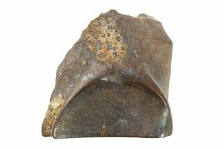 Fossil Dinosaur (Leptoceratops) Shed Tooth - Wyoming #289115