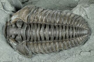 Flexicalymene Trilobite Fossil - Indiana #289053
