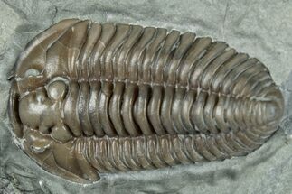 Flexicalymene Trilobite Fossil - Indiana #289057
