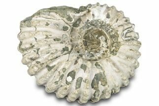 Bumpy Ammonite (Douvilleiceras) Fossil - Madagascar #289090