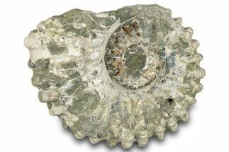 Bumpy Ammonite (Douvilleiceras) Fossil - Madagascar #289092