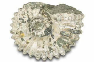 Bumpy Ammonite (Douvilleiceras) Fossil - Madagascar #289092