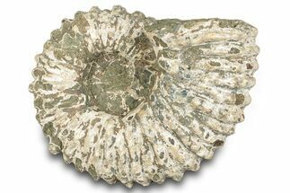 Bumpy Ammonite (Douvilleiceras) Fossil - Madagascar #289093