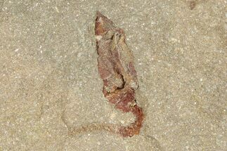 Ordovician Carpoid Fossil - Ktaoua Formation, Morocco #289218