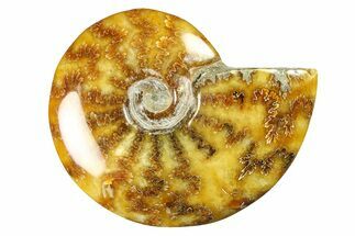 Polished Cretaceous Ammonite (Cleoniceras) Fossil - Madagascar #289229