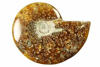 Polished Cretaceous Ammonite (Cleoniceras) Fossil - Madagascar #289235