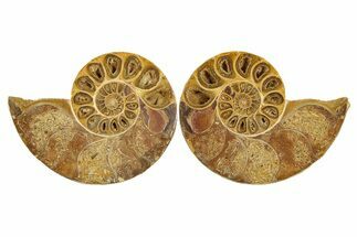 Jurassic Cut & Polished Ammonite Fossil - Madagascar #289375