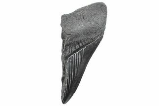 Partial Fossil Megalodon Tooth - South Carolina #289280