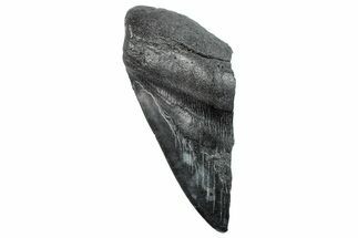 Partial Fossil Megalodon Tooth - South Carolina #289297