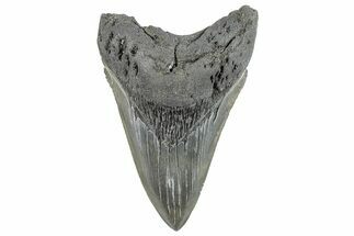 Serrated, Fossil Megalodon Tooth - South Carolina #289320