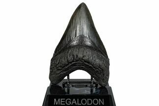 Serrated, Fossil Megalodon Tooth - South Carolina #289345