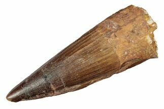 Fossil Spinosaurus Tooth - Real Dinosaur Tooth #289427