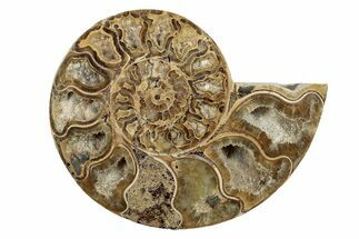 Jurassic Cut & Polished Ammonite Fossil (Half) - Madagascar #289317