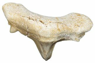 Pathological Otodus Shark Tooth - Morocco #289581