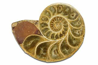Jurassic Cut & Polished Ammonite Fossil (Half) - Madagascar #289248