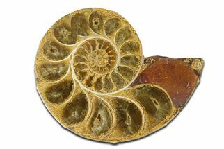 Jurassic Cut & Polished Ammonite Fossil (Half) - Madagascar #289249