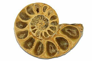 Jurassic Cut & Polished Ammonite Fossil (Half) - Madagascar #289264