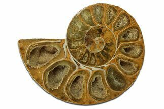 Jurassic Cut & Polished Ammonite Fossil (Half) - Madagascar #289269