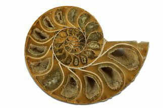 Jurassic Cut & Polished Ammonite Fossil (Half) - Madagascar #289270
