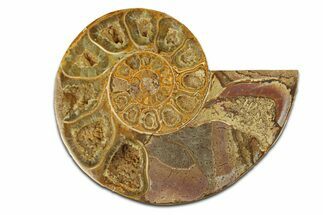 Jurassic Cut & Polished Ammonite Fossil (Half) - Madagascar #289328